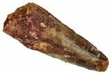 Fossil Spinosaurus Tooth - Feeding Worn Tip #353051-1